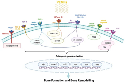 Recent Literature on Pulsed Electromagnetic Fields (PEMFs) and Clinical Application